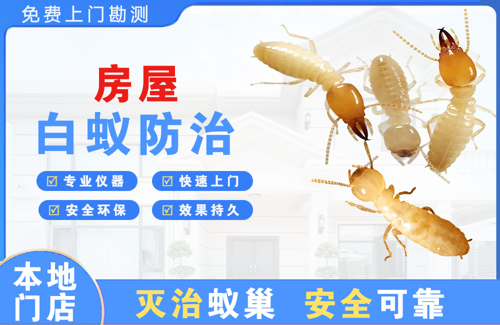 丰城房屋白蚁防治